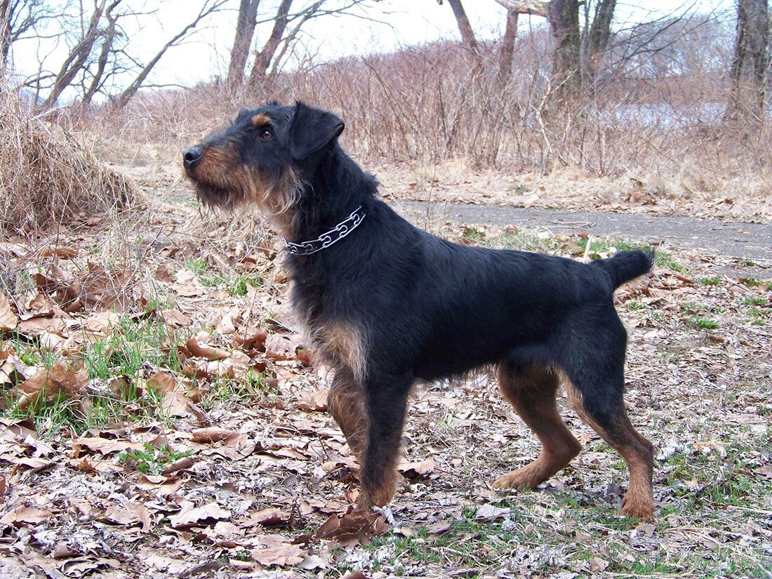 Ягдтерьер собака джентльмена