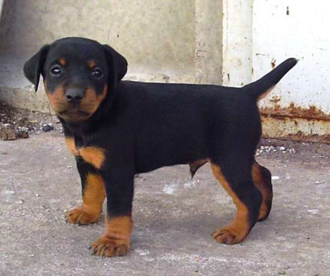 Ягдтерьер свирепый