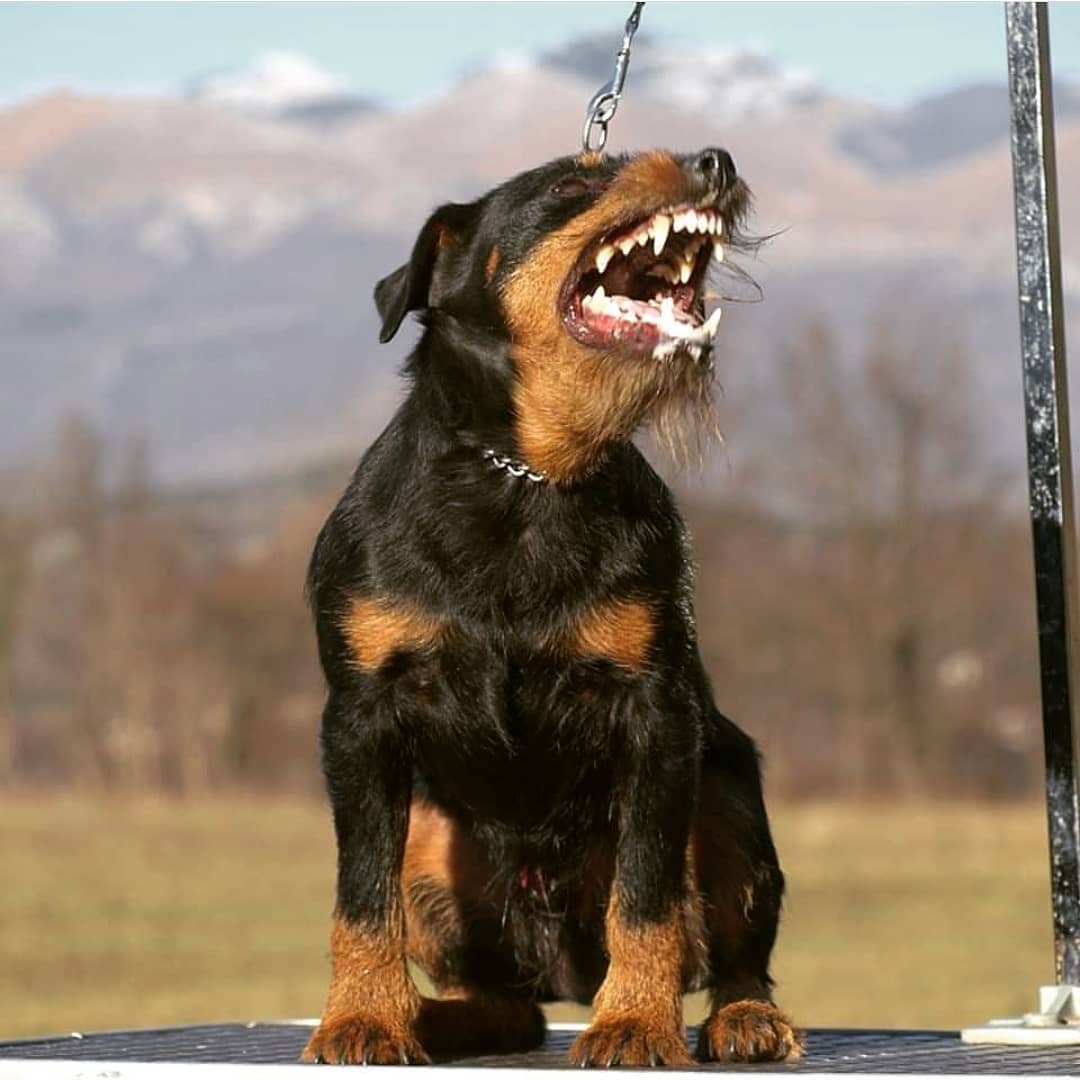 Ягдтерьер рост