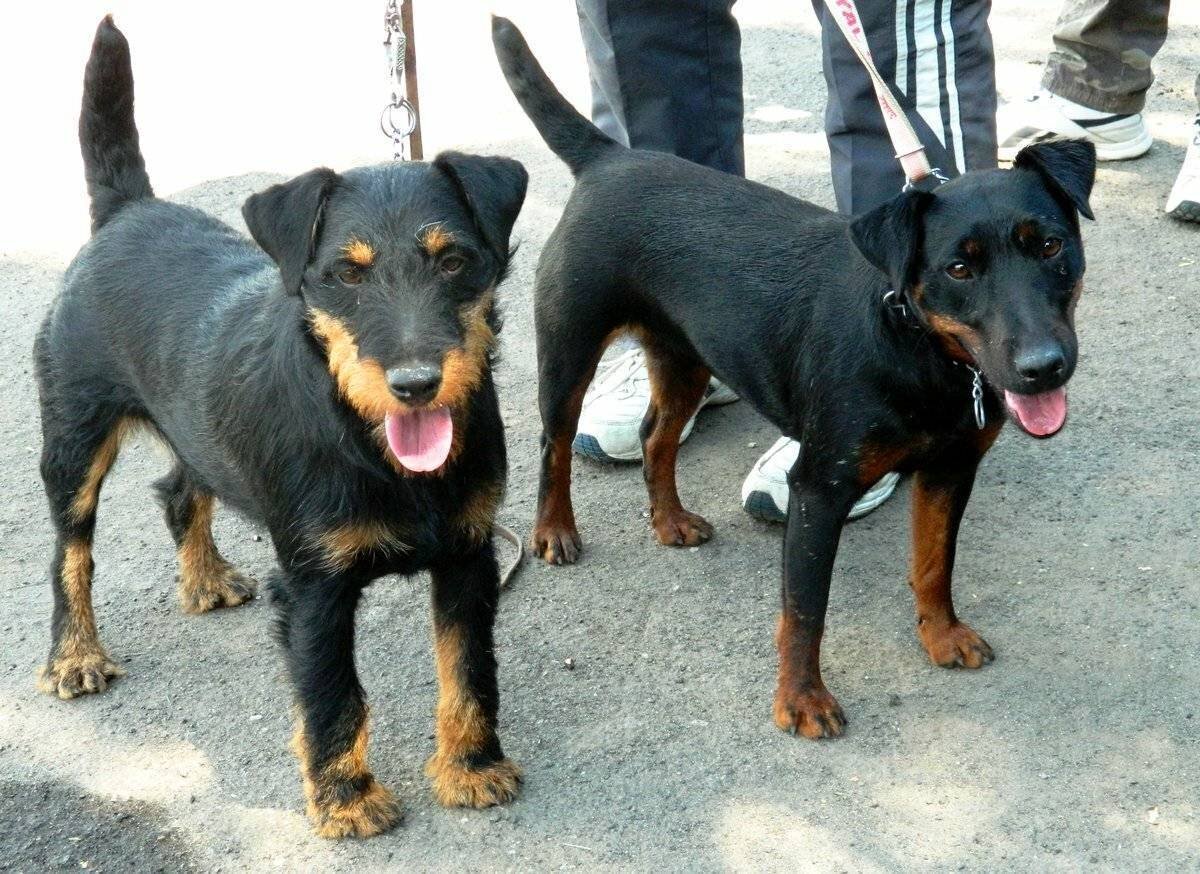 Немецкий Ягдтерьер гладкошерстный