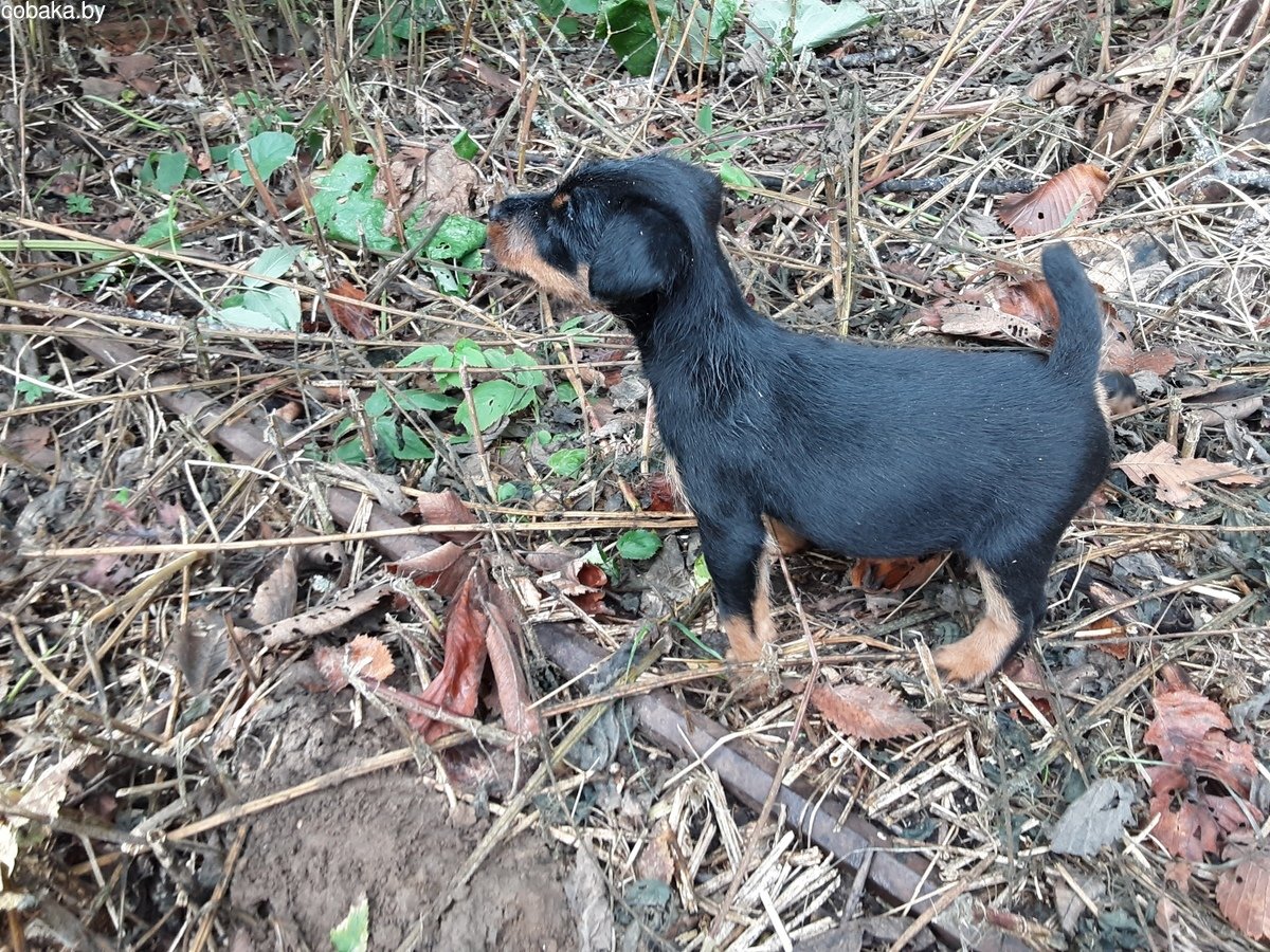 Охотничий терьер маленький