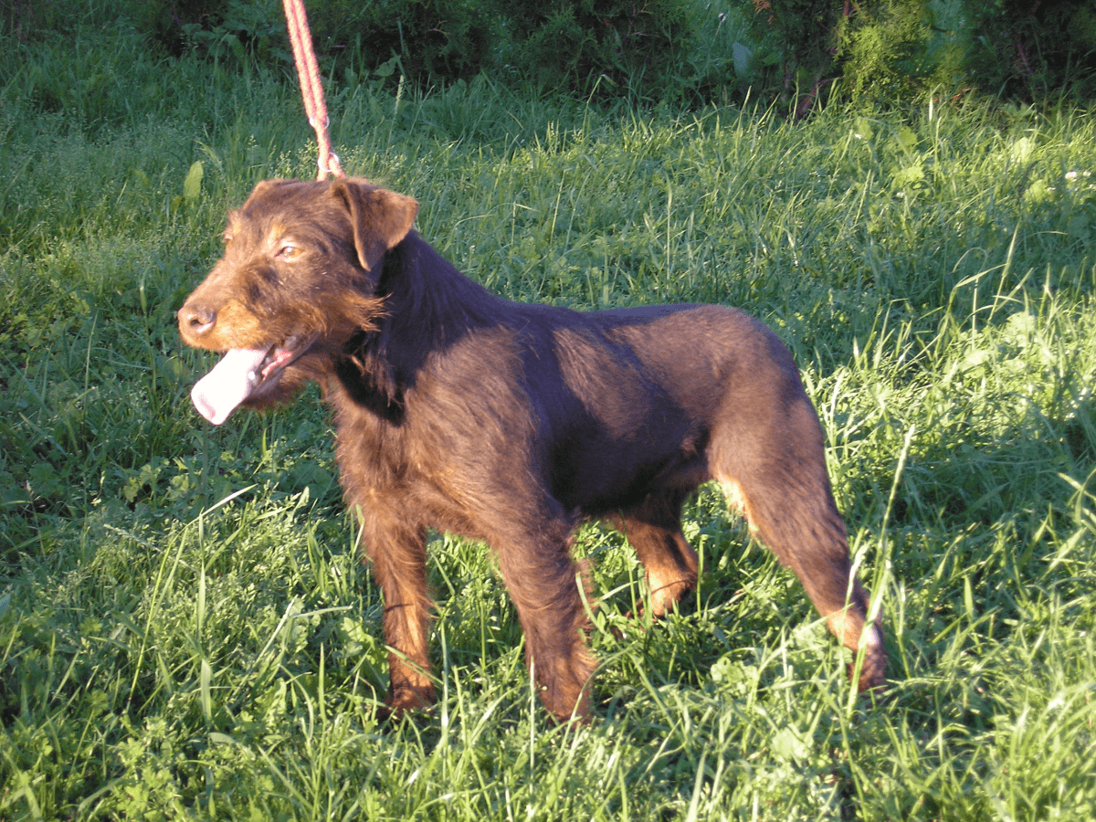 Беременный Ягдтерьер