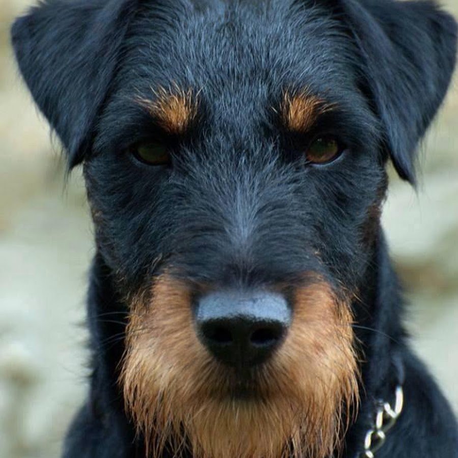 Ягдтерьер и Джек Рассел терьер