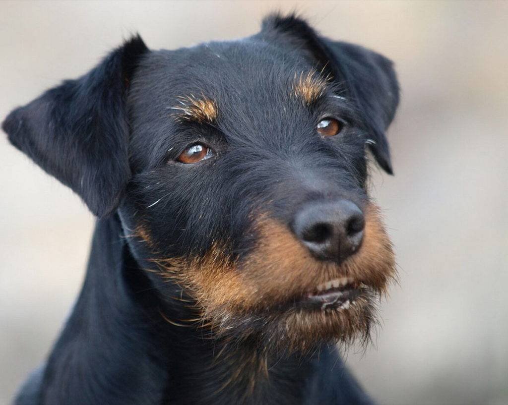 Ягдтерьер жесткошерстный