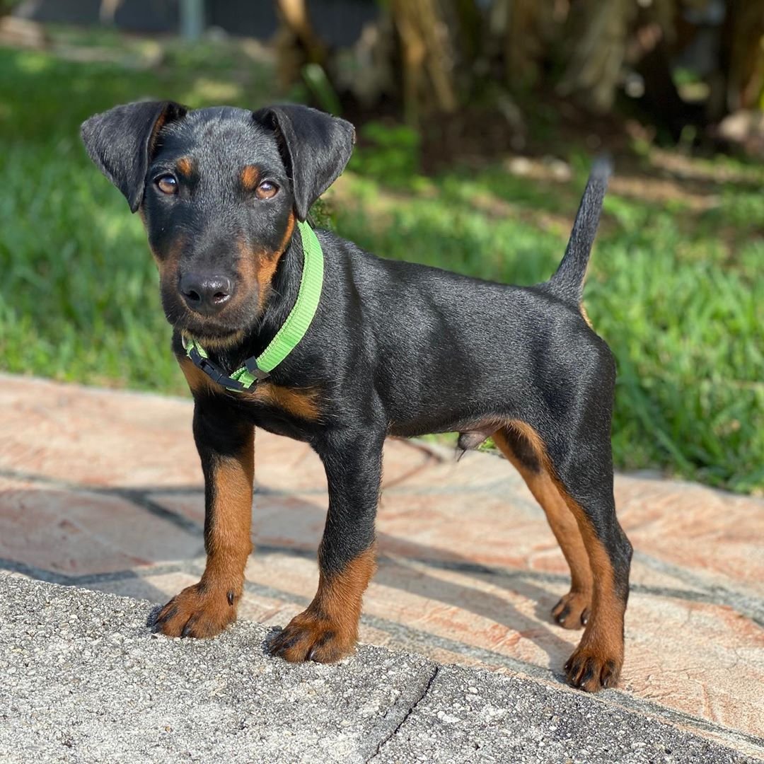 Охотничьи собаки терьер английский