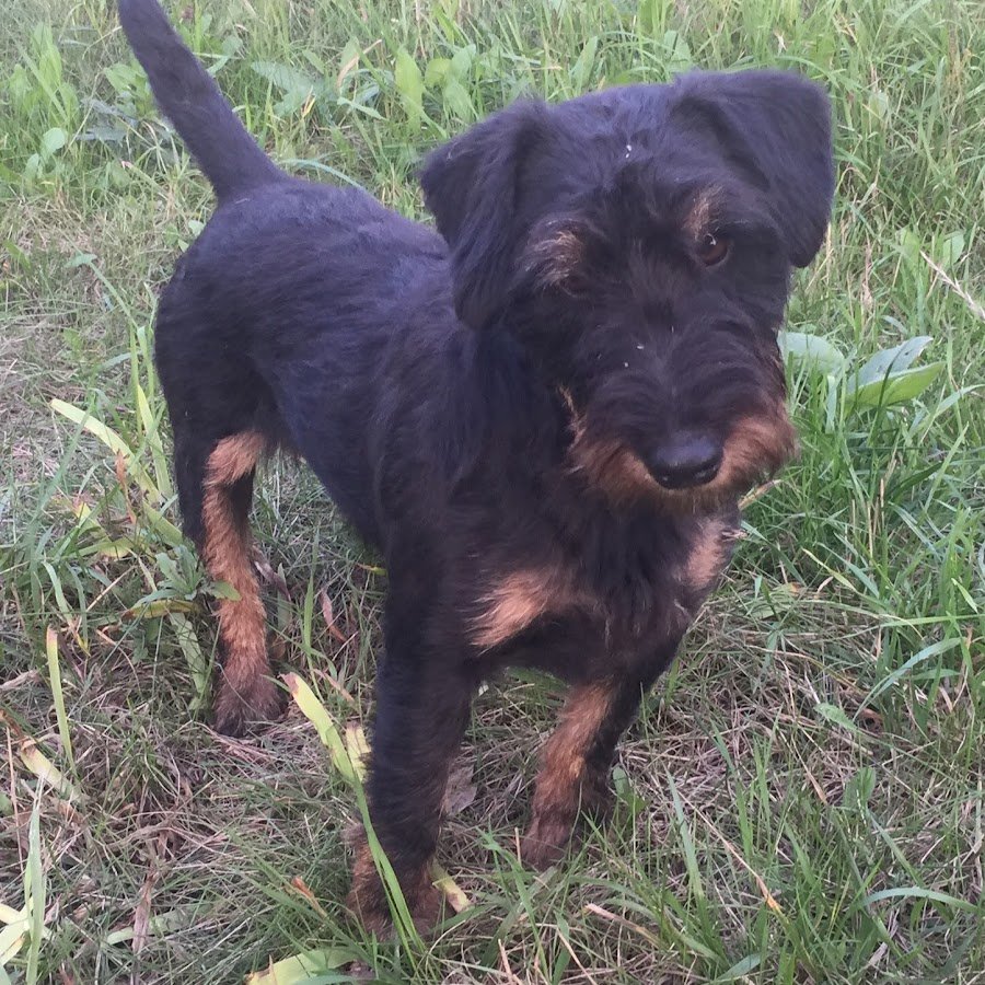 Ягдтерьер гладкошерстный