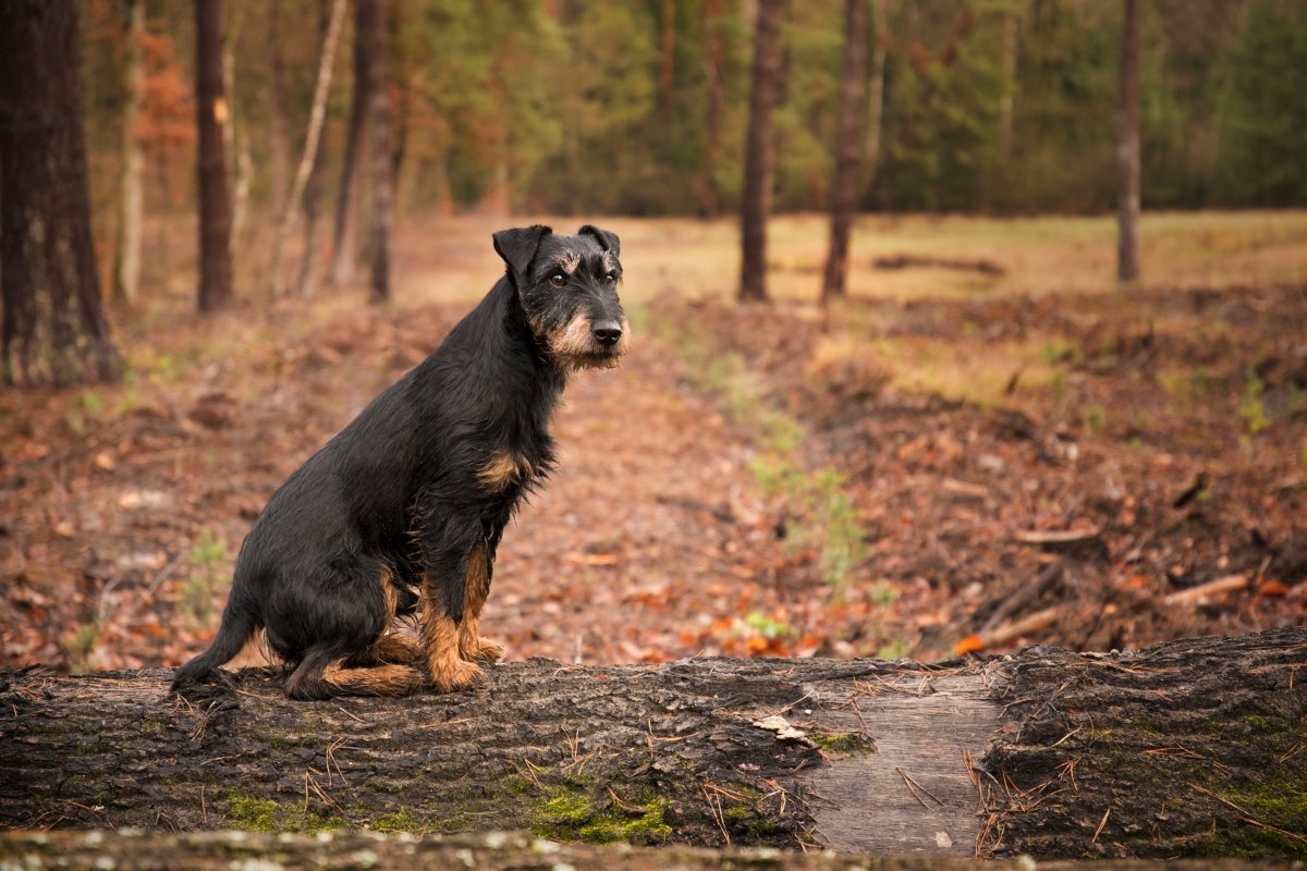 Ягдтерьер экстерьер