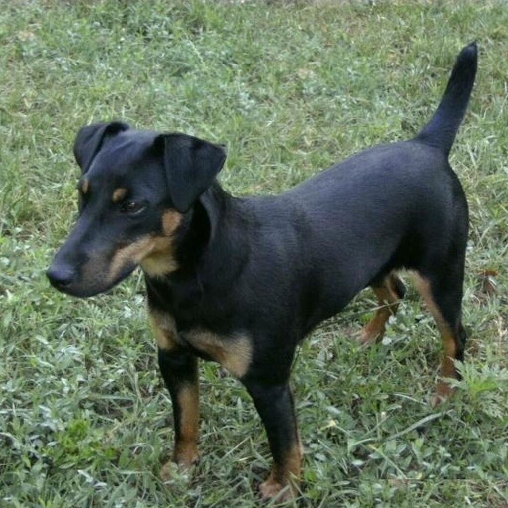 Немецкий Ягдтерьер