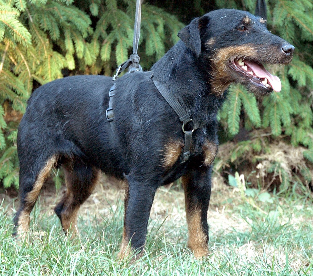 Взрослый Ягдтерьер гладкошерстный