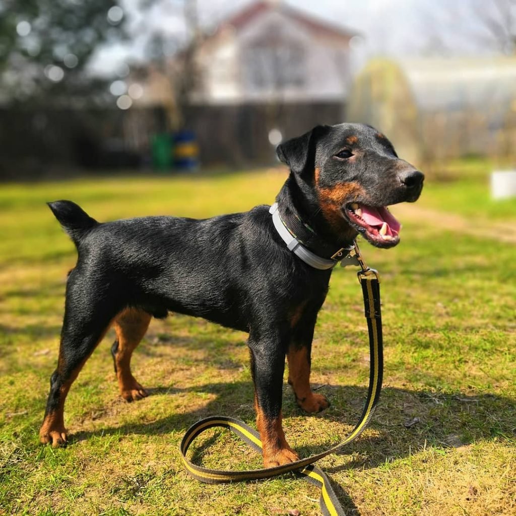 Ягдтерьер гладкошерстный