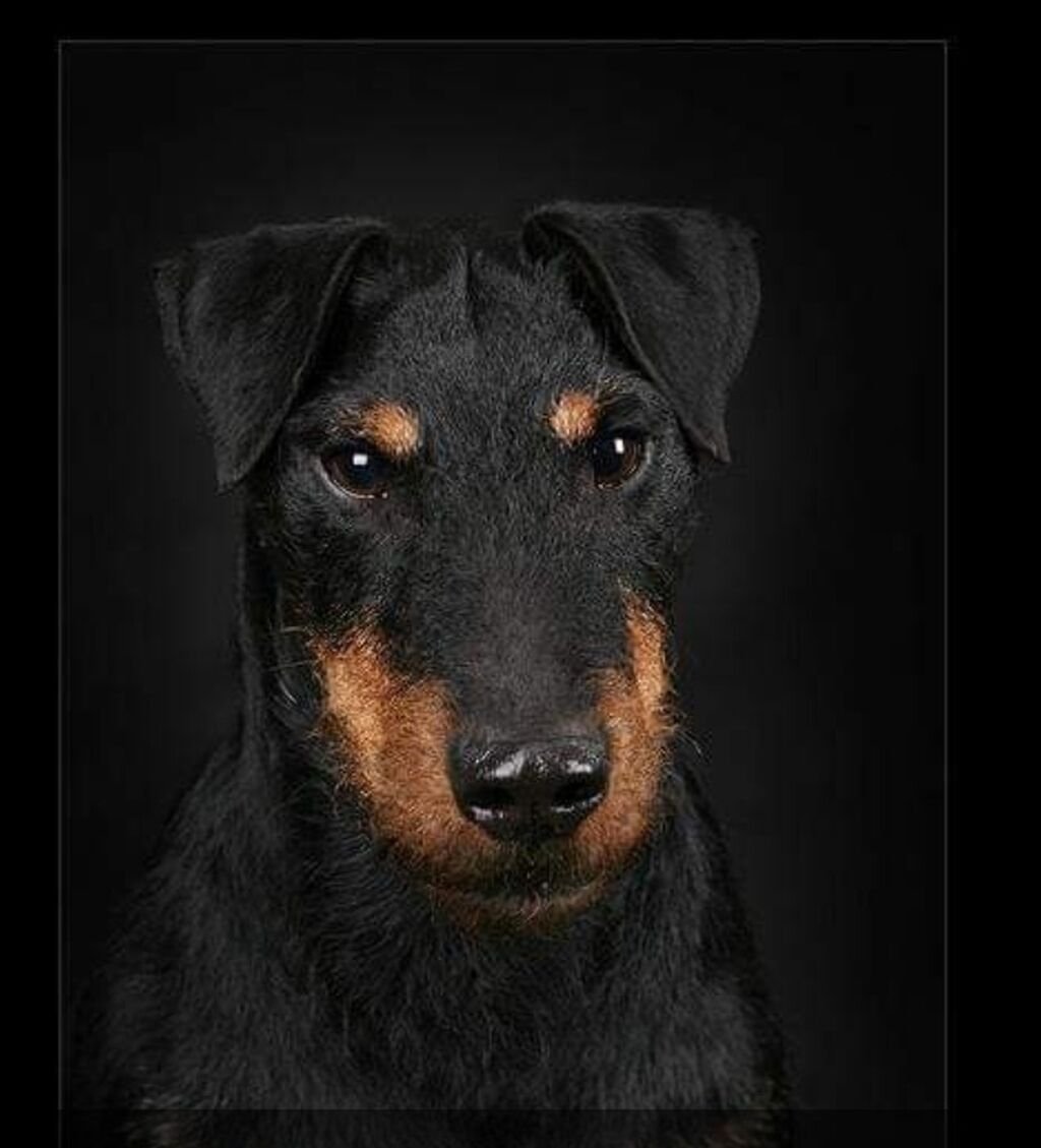 Нот Ягдтерьер