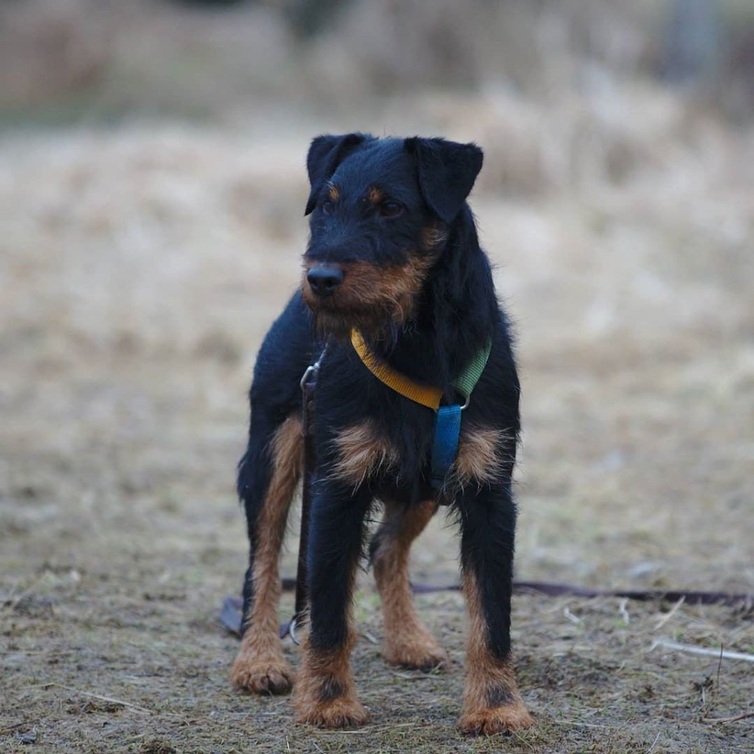 Собака охотник норная Ягдтерьер