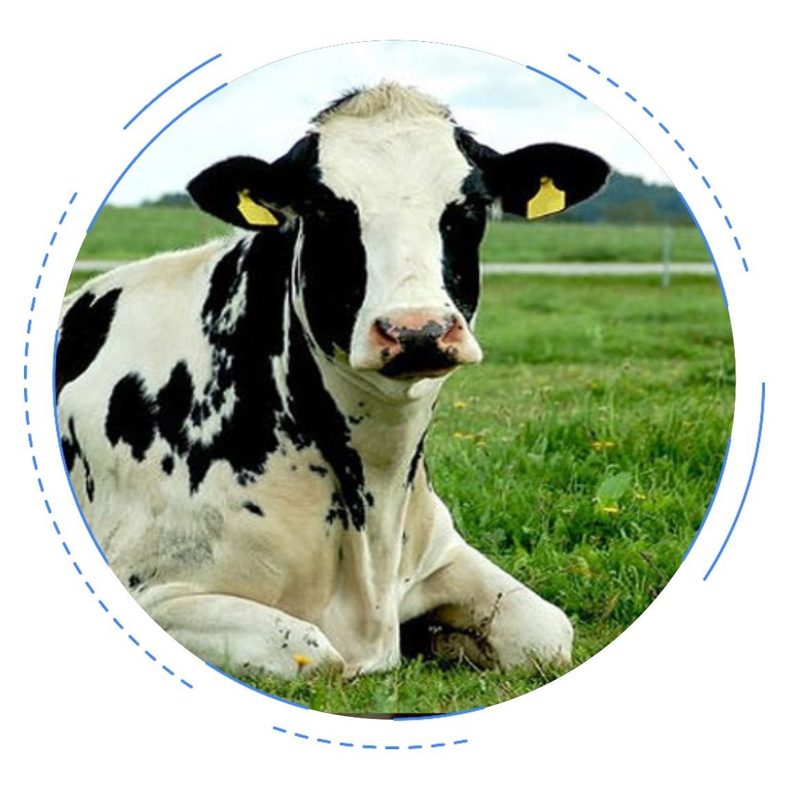 Геризейскан (черно-пестрая) 65