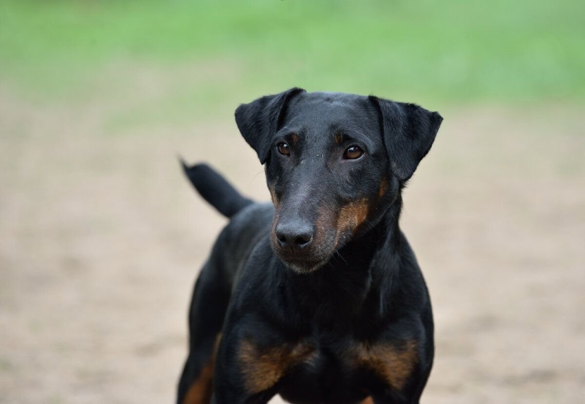 Ягдтерьер жесткошерстный гладкошерстный