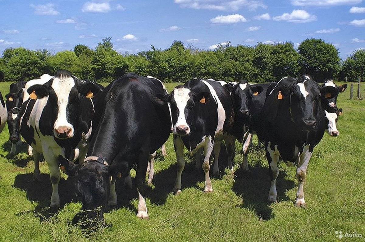 Порода Гольштейн бычки
