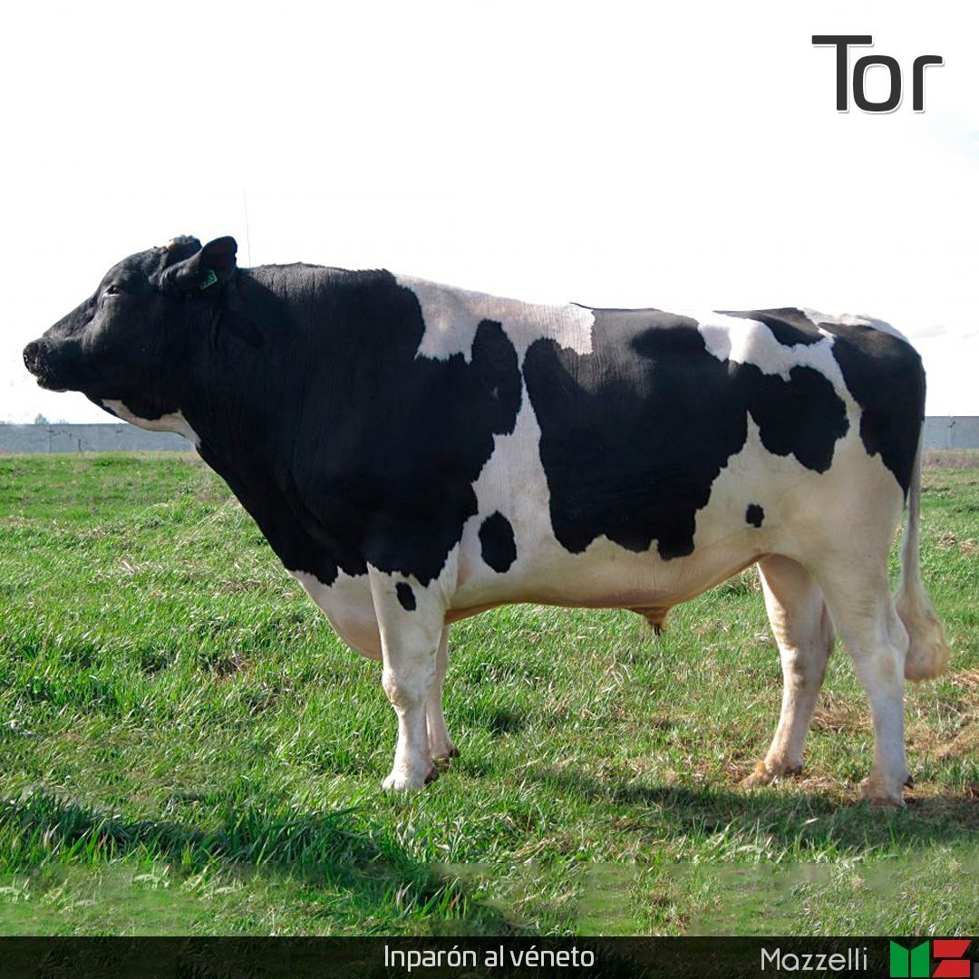 Голштинские коровы быки