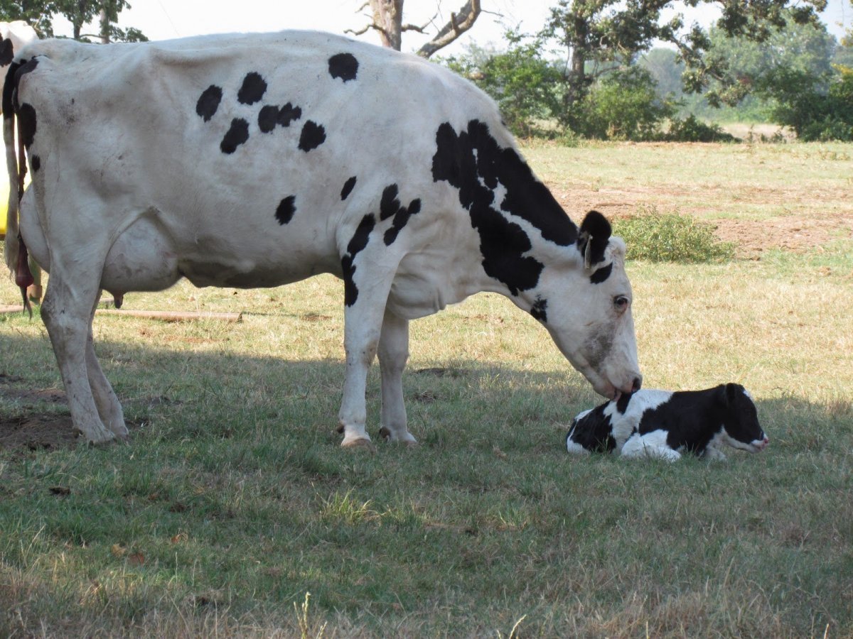 Пегая корова