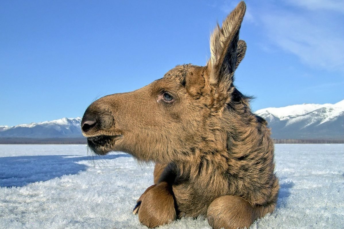 Баргузинский Лось