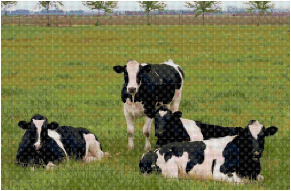 Голштинская черно пестрая порода коров