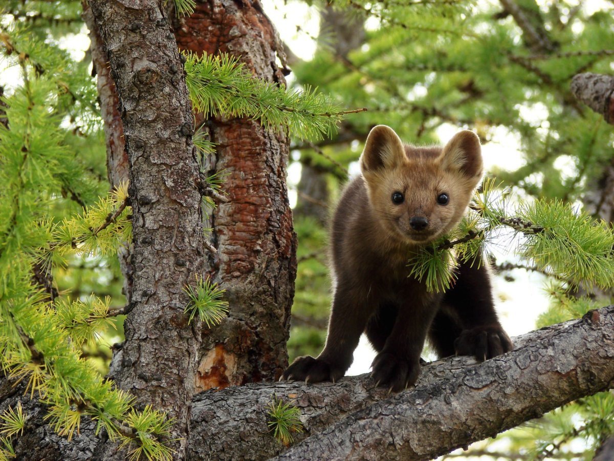 Баргузинский Соболь