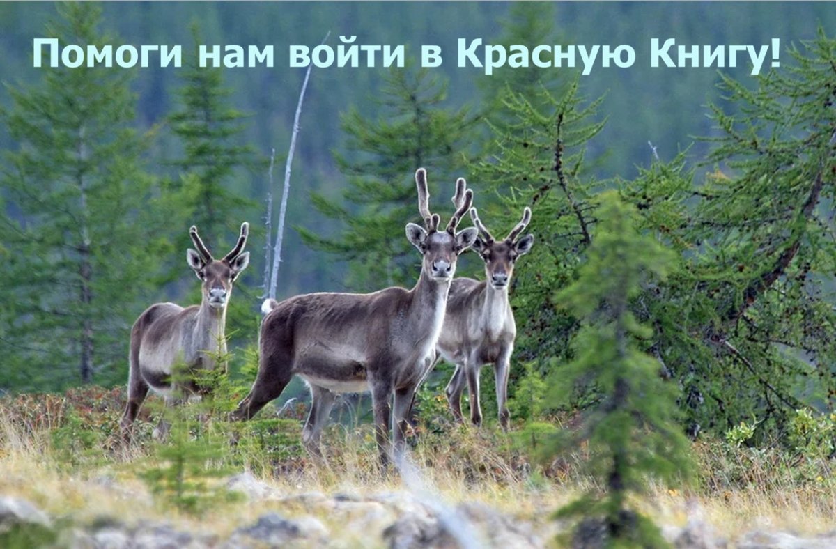 Байкальский заповедник косуля