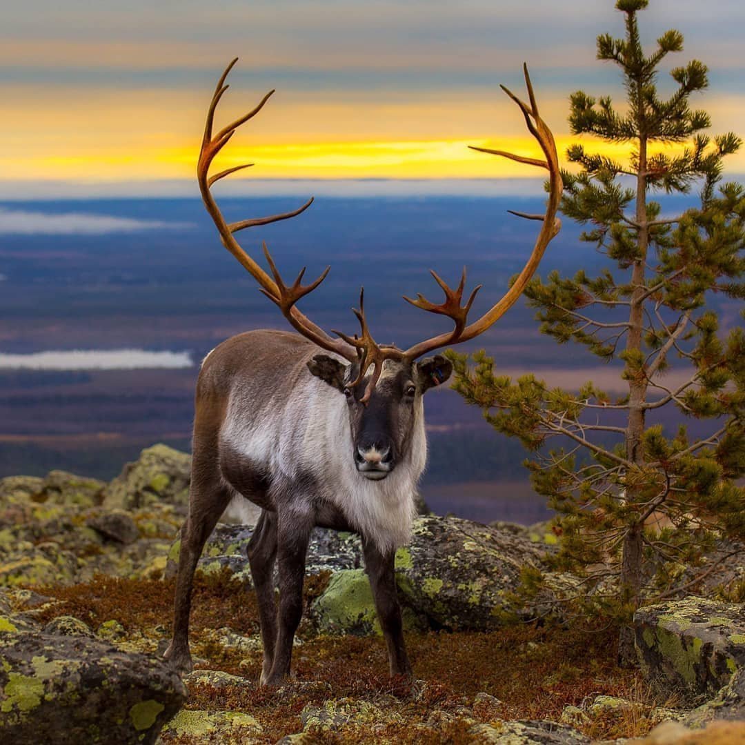 Северный олень Байкальский заповедник