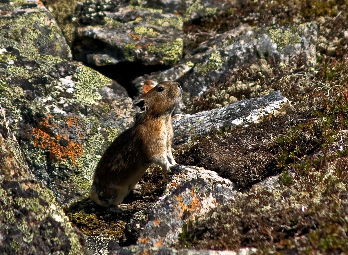 Байкальский национальный парк животные