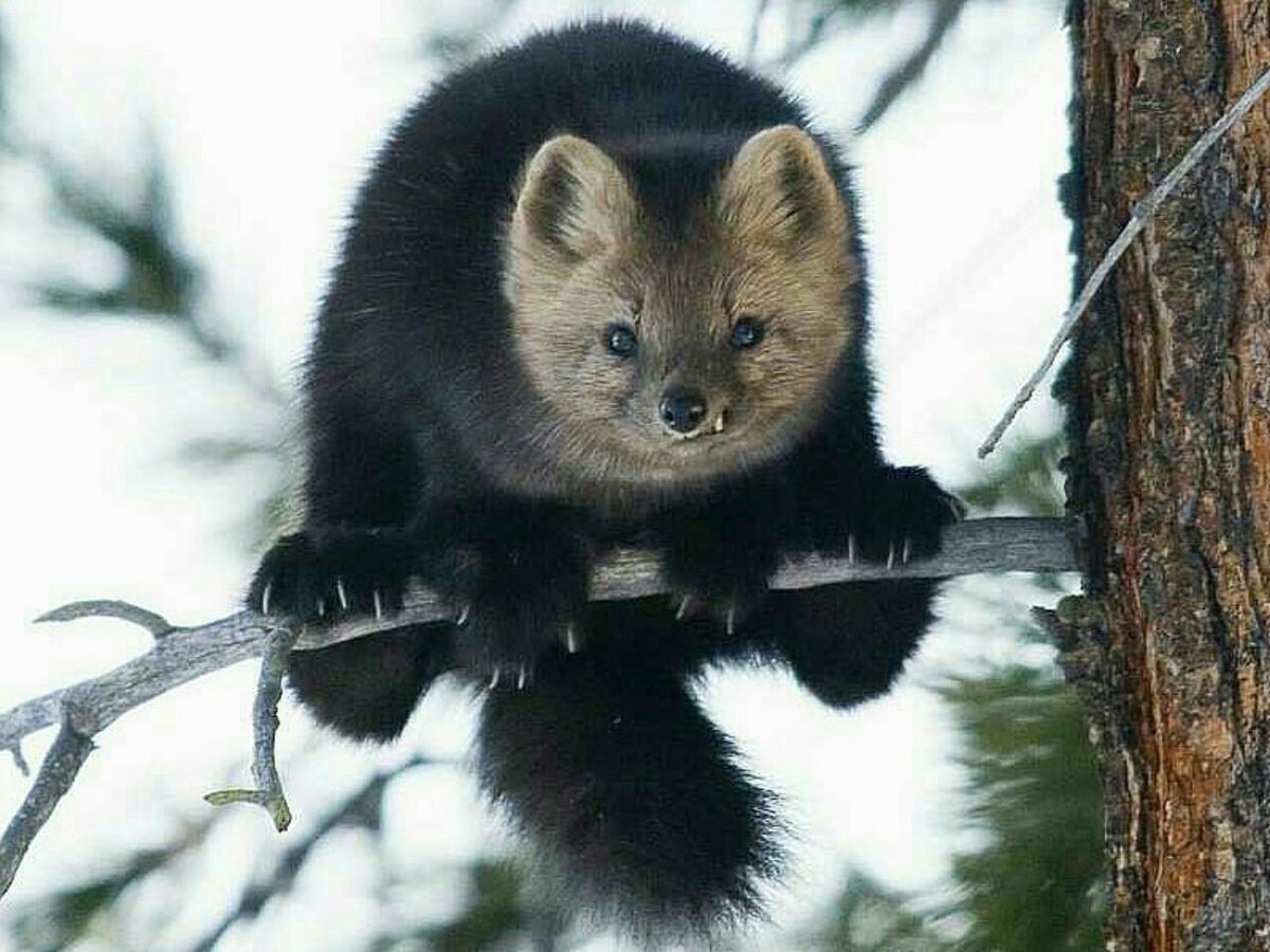 Баргузинский Соболь домашний