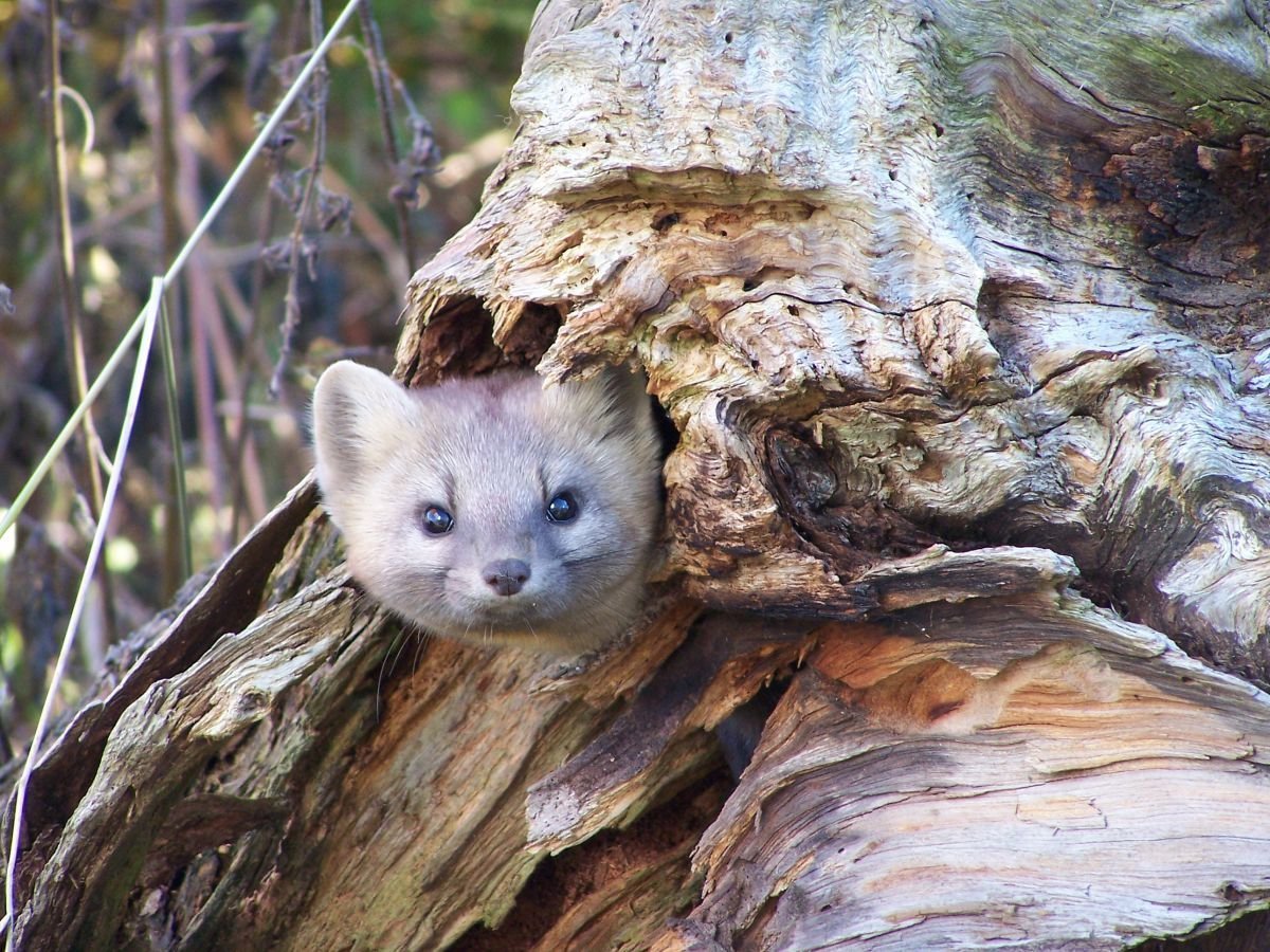 Байкальский Баргузинский Соболь