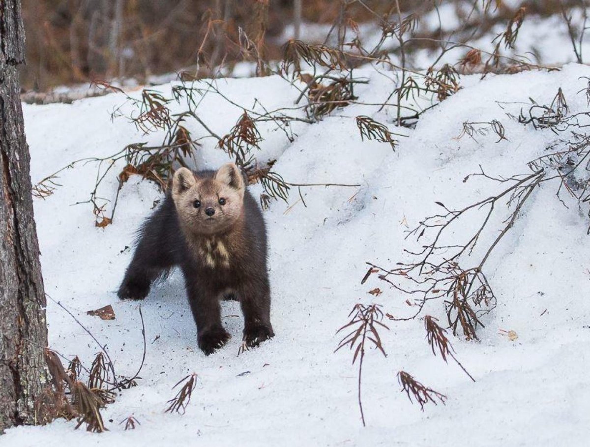 Баргузинский заповедник Рысь