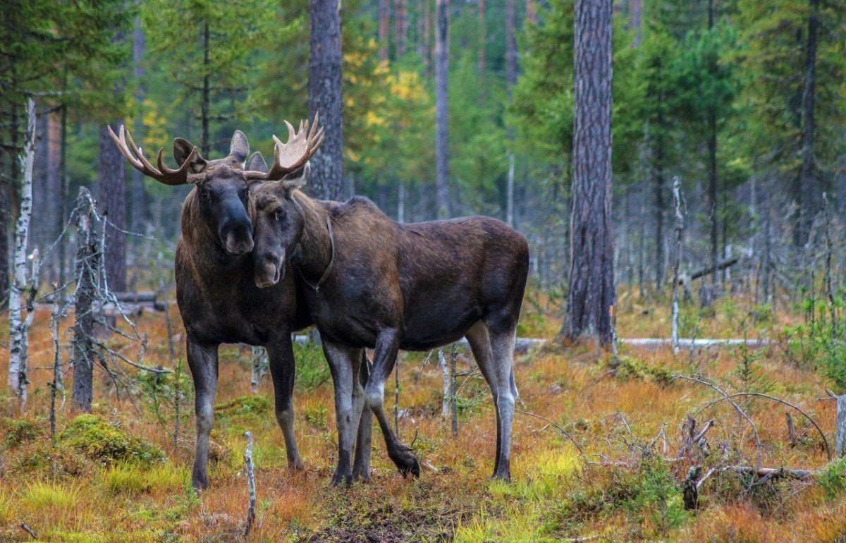 Печоро Илычский заповедник Республики Коми