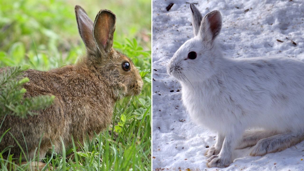 Цвет шерсти зайца. Линька зайца беляка. Заяц зимой и летом. Горный заяц. Заяц в тайге.