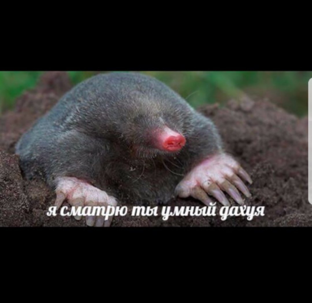 Крот землеройка звездонос