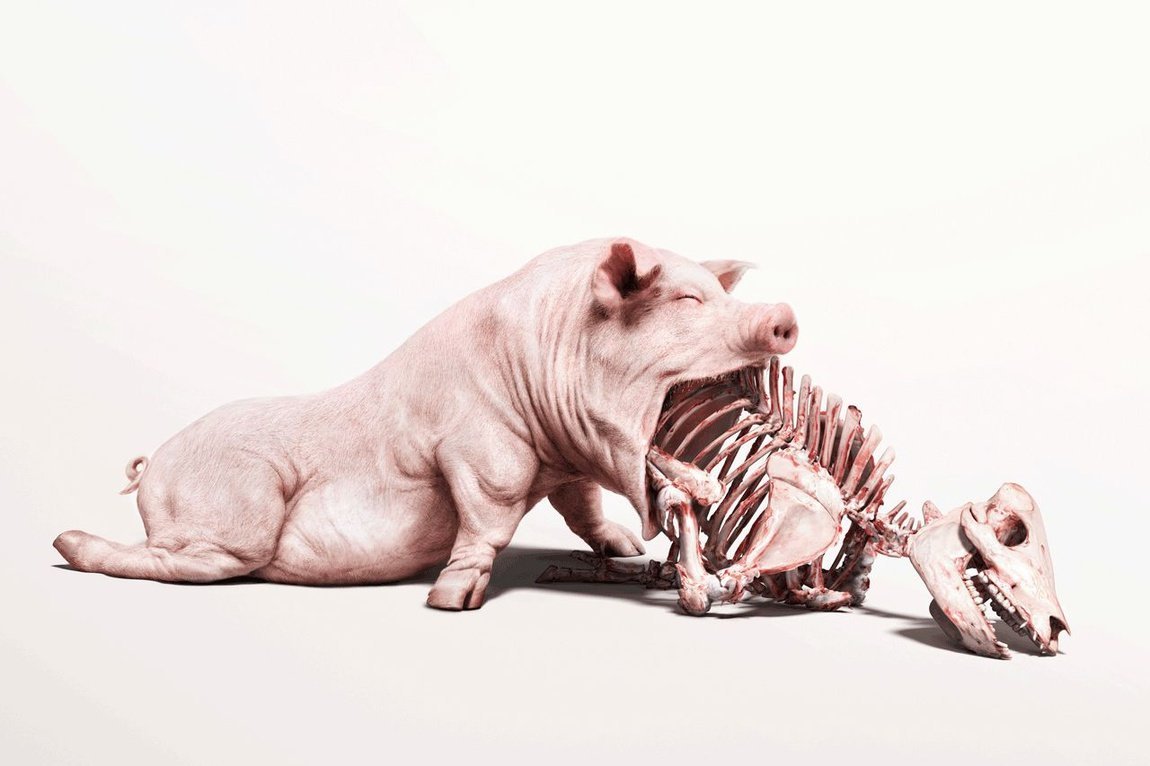 Свинья креативная реклама