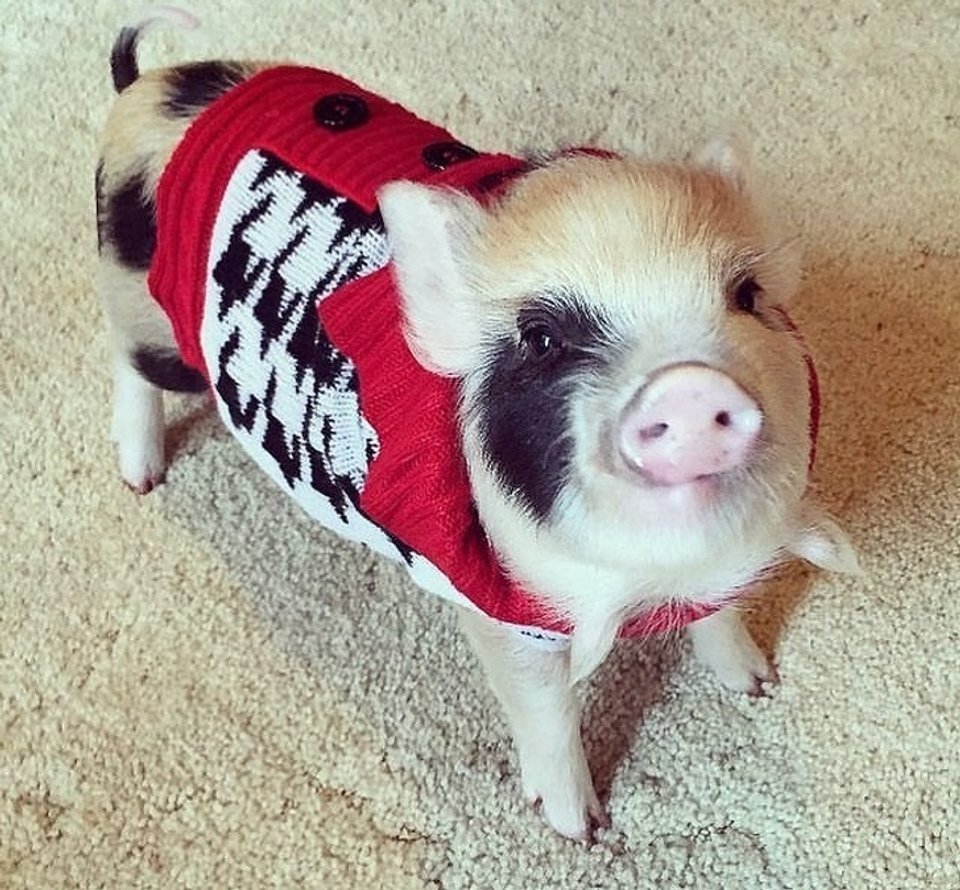 Мини Пиги майялино