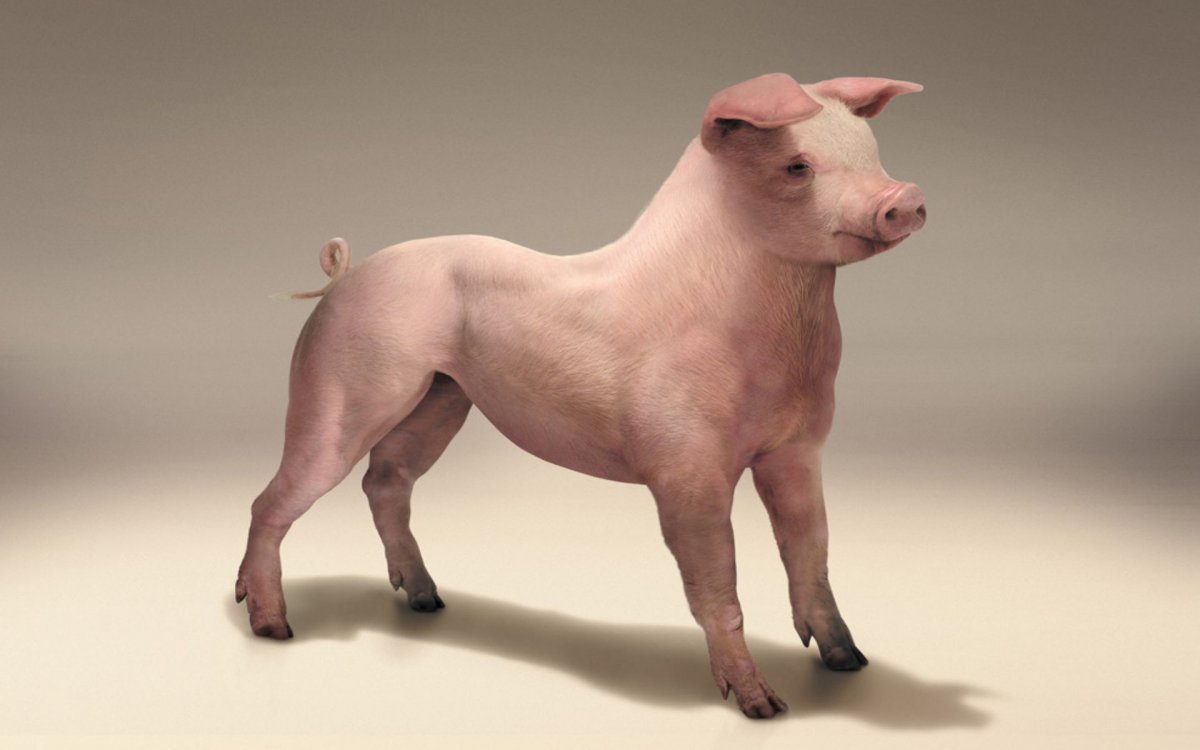 Маленькие свинюшки