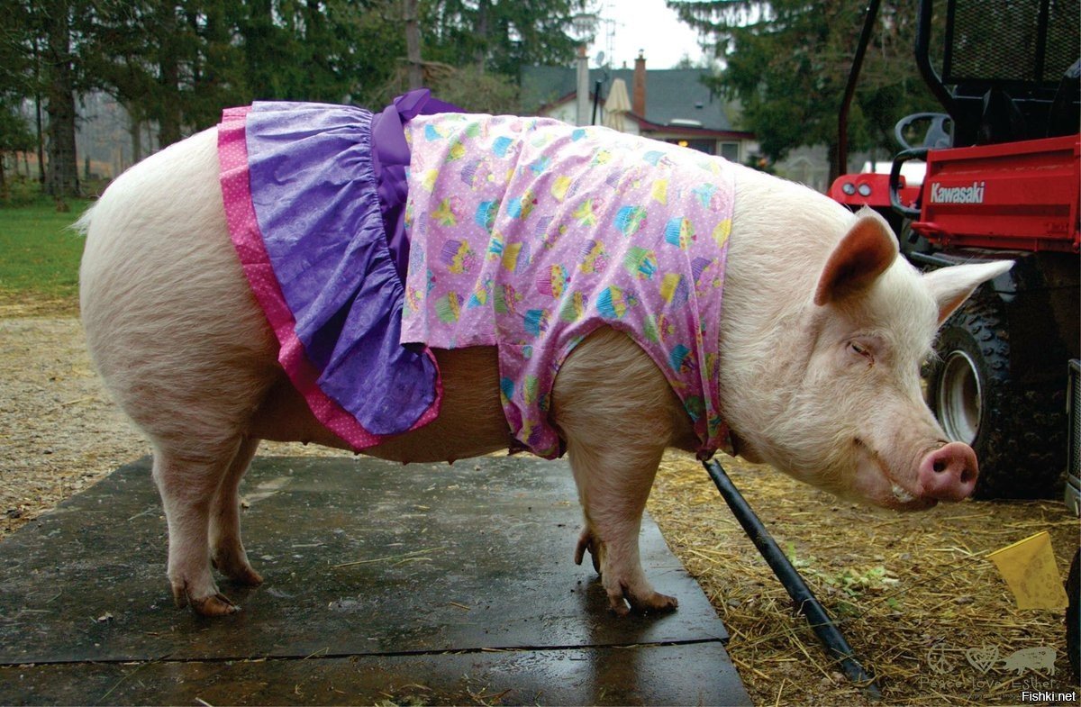 Поросенок в юбочке
