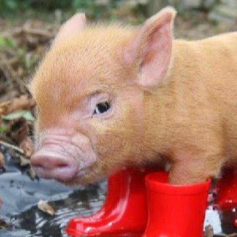 Поросенок обои