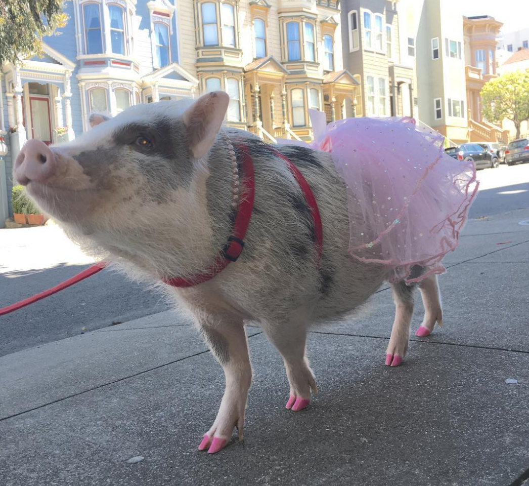 Хрюшенькины сапоги сапоги сапожки