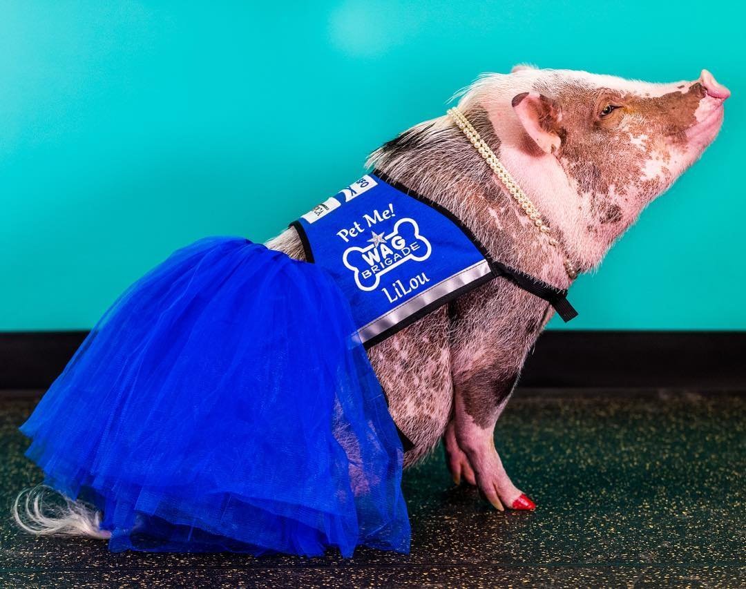 Свинья Лилу аэропорт