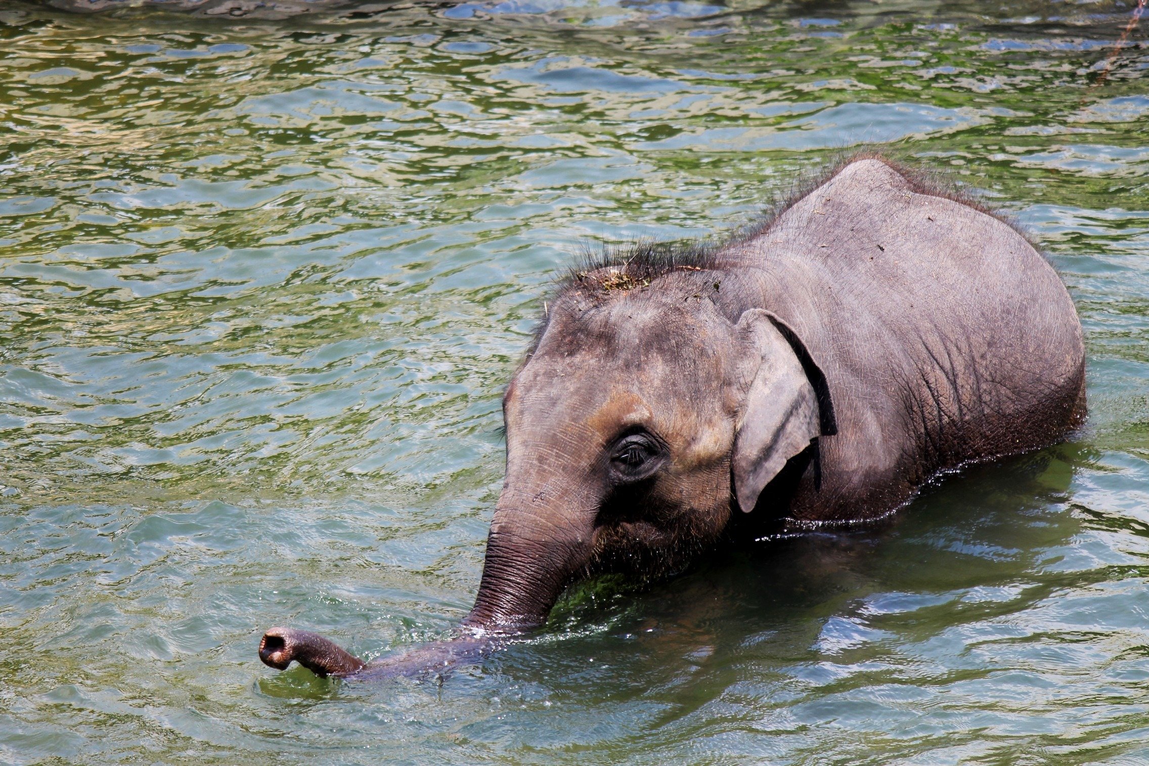 Elephant river. Слон и Бегемот. Слоны и Бегемоты. Животное похожее на бегемота. Слон и гиппопотам.