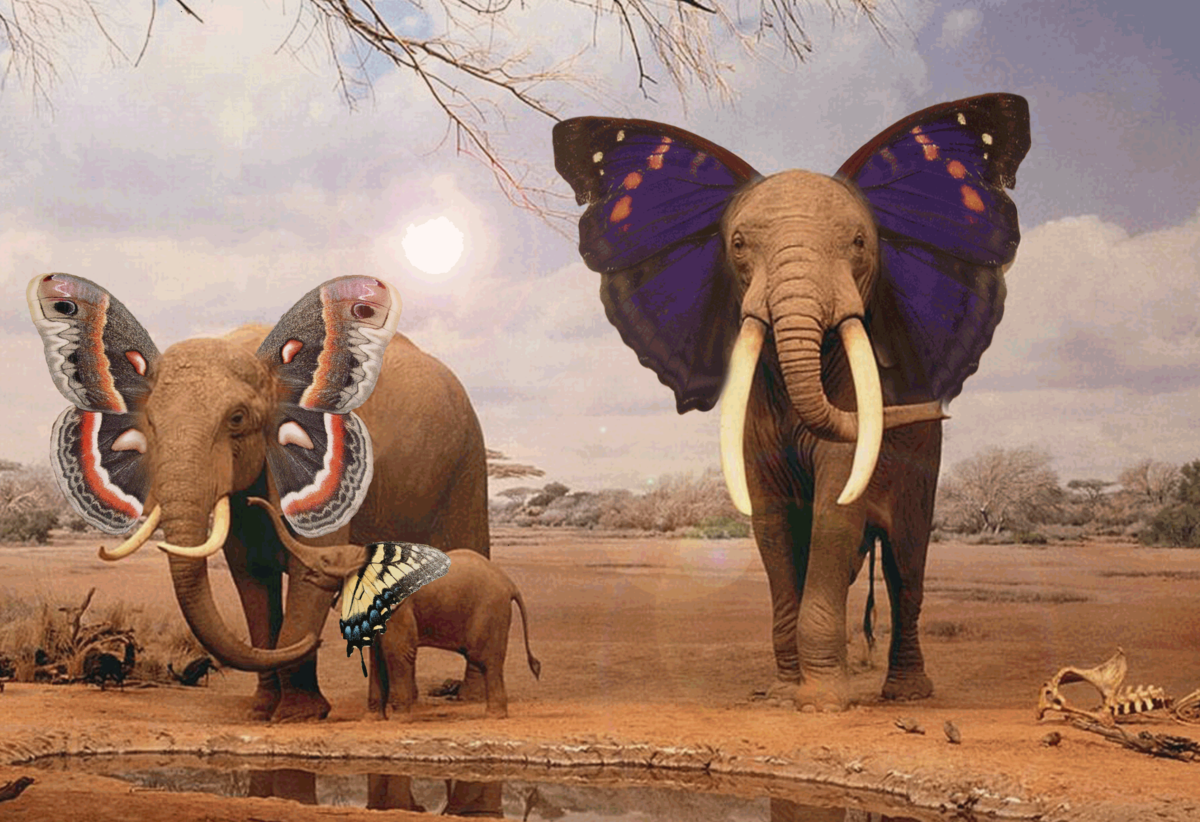 Что самое главное между бабочкой и слоном. Слоны. Смешные слоны. Слоны на водопое. Слониха со слоненком.