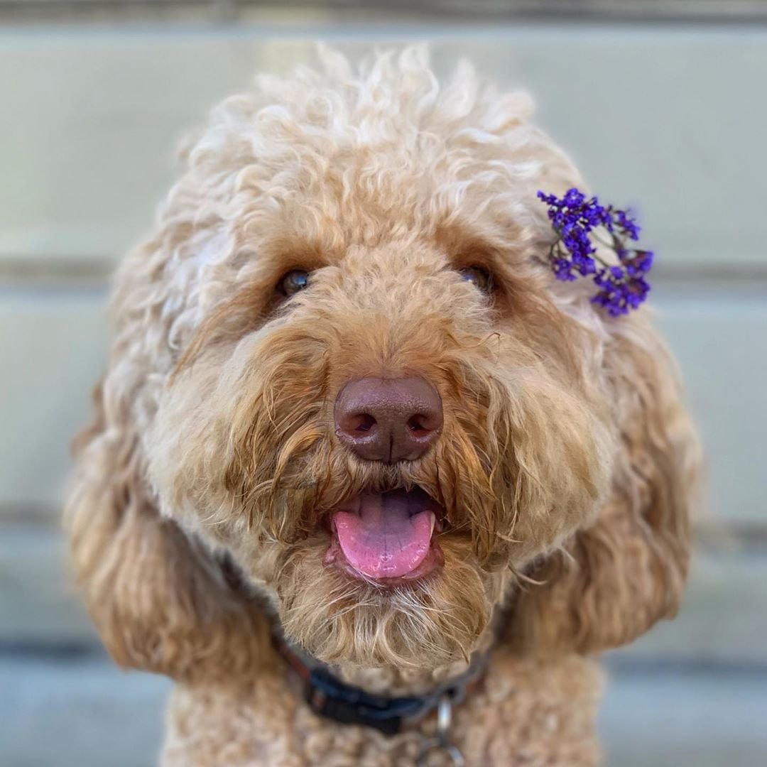 Лабрадудль Пеппер