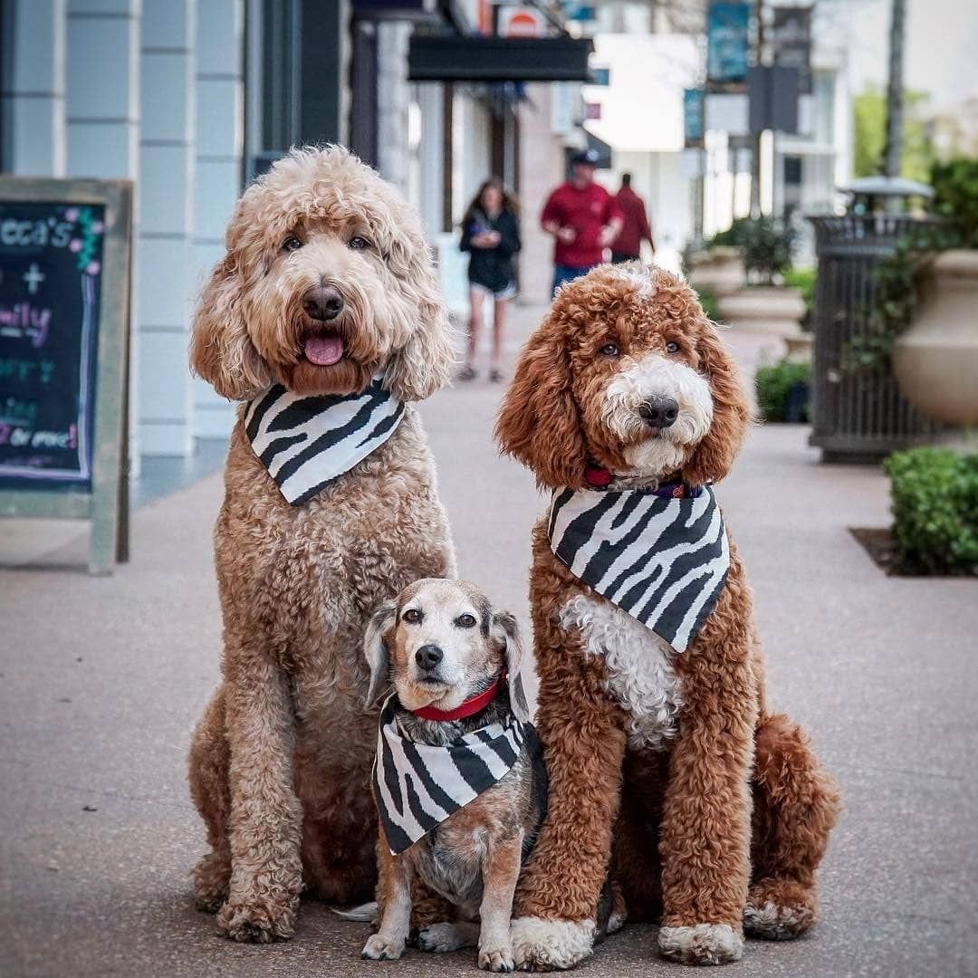 Лабрадудль пати