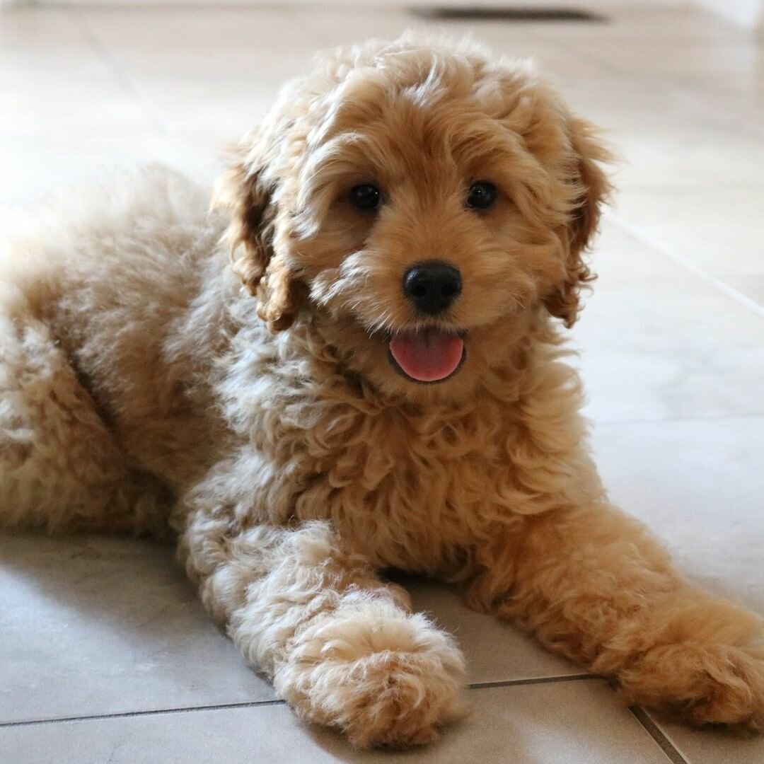 Лабрадор пудель лабрадудль