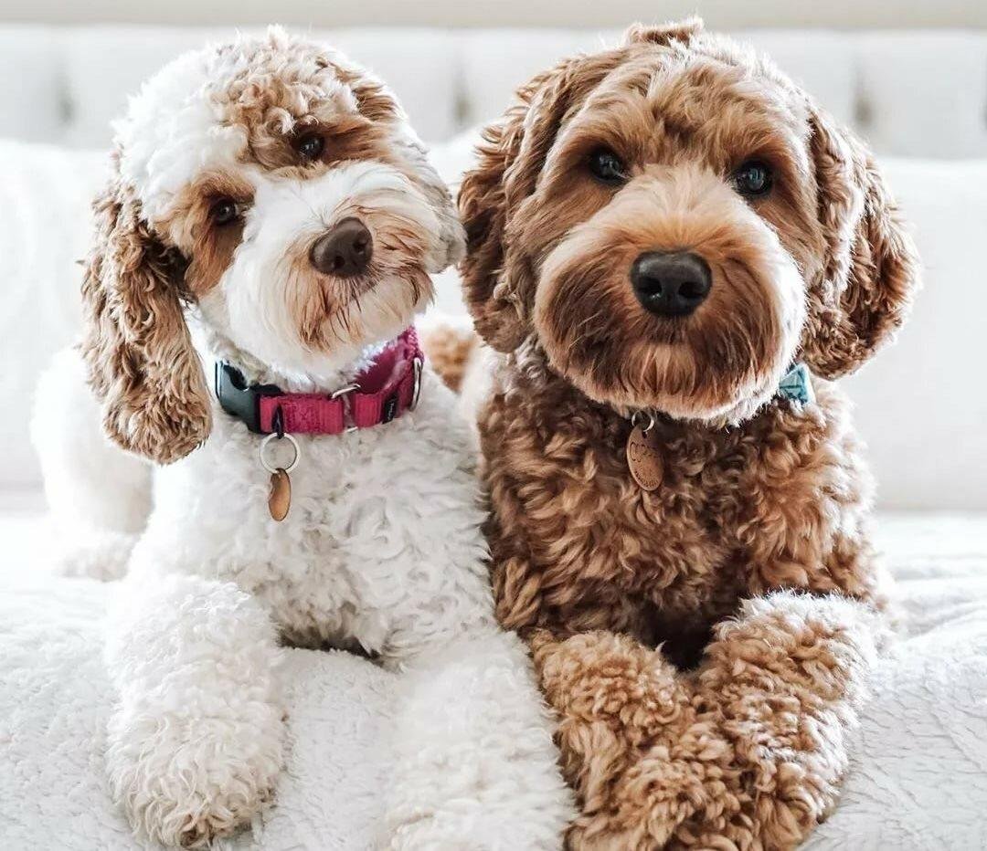 Австралийский Лабра пудель