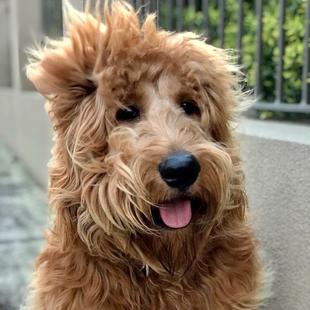 Австралийский коббердог