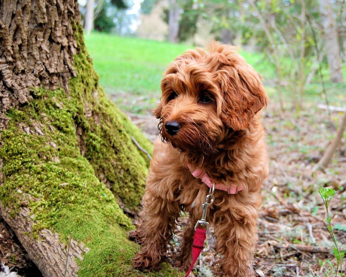 Австралийский лабрадудель