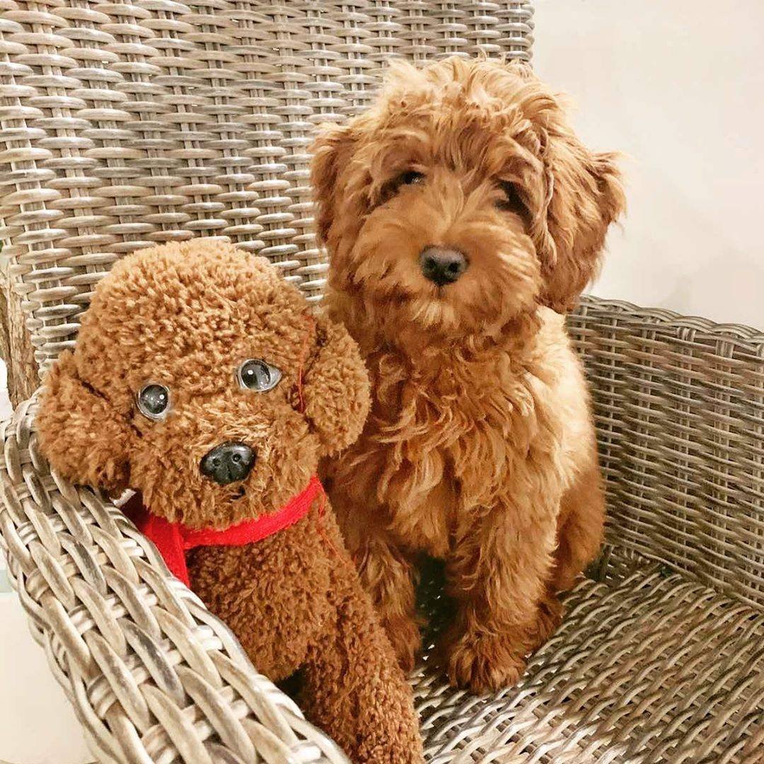 Австралийский Лабрадудл