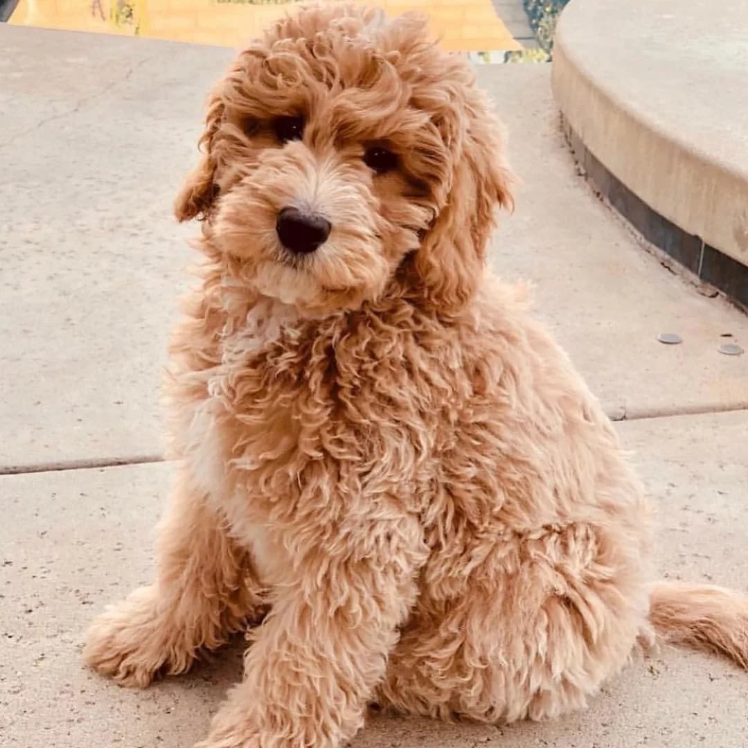 Пудель мальтипу